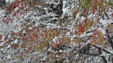 雪花飘落，大雪纷飞.. 景秋，冬景.. 树木和雪